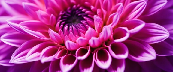 purple dahlia petals macro, floral abstract background. Close up of flower dahlia for background