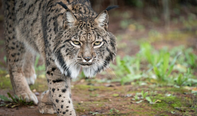 Naklejka na ściany i meble Intense Gaze of a Wild Lynx Walking in the Woods