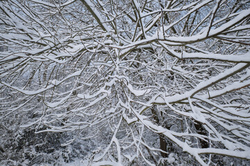 snow-covered trees in winter, wintry impressions