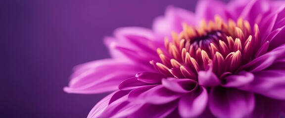 purple dahlia petals macro, floral abstract background. Close up of flower dahlia for background