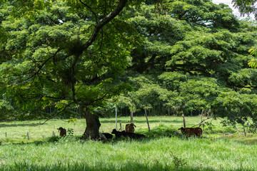 herd of gyr cows taking shade under a large tree in a grass field on a cattle farm