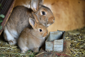 Small domestic rabbits eating grass in the nest 