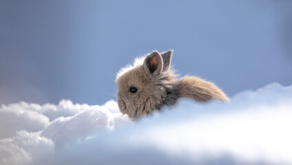 small brown hare on the snow in cold winter