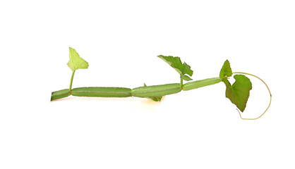 Cissus quadrangularis L. , pirandai or veldt grape on white background.