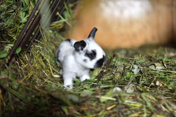 Animal love mother with smalll rabbits in the lair with hay