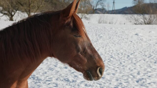 Braunes Warmblut Pferd im Schnee