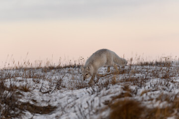 Obraz na płótnie Canvas Arctic fox (Vulpes Lagopus) in winter time in Siberian tundra
