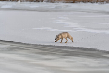 Arctic fox (Vulpes Lagopus) in winter time in Siberian tundra