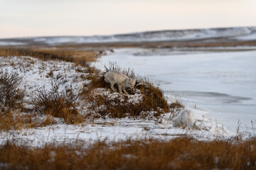 Two arctic foxes (Vulpes Lagopus) in wilde tundra. Arctic fox on the beach.