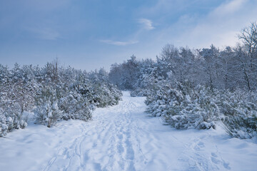 Fototapeta na wymiar snowy trees, wintry snowy landscape