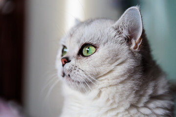 Portrait of a beautiful british shorthair cat with green eyes