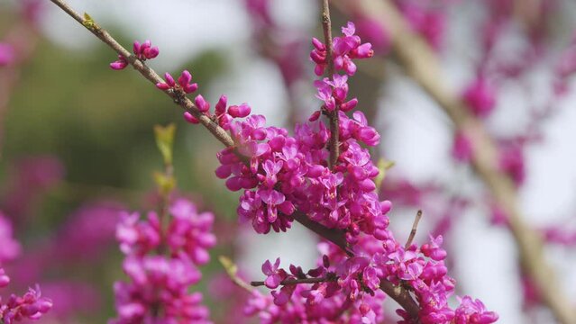 Early Spring. Cercis Siliquastrum Is Deciduous Tree. Pink Flowers On Judas Tree. Close up.