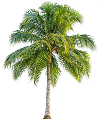 PNG Palm Tree or Coconut Trees transparent background