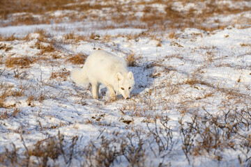 Arctic fox (Vulpes Lagopus) in winter time in Siberian tundra