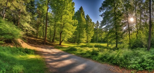  the sun shines brightly through the trees on a path in a green, grassy area with a dirt path in the foreground and trees on the other side of the path.