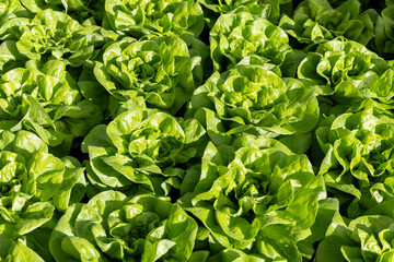 greenhouse cultivation of lettuce, vegetable harvest period and particular land with vegetables