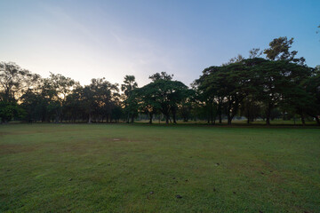 Forest trees in plantation, Thailand. Way through garden park in summer season. Nature landscape background.