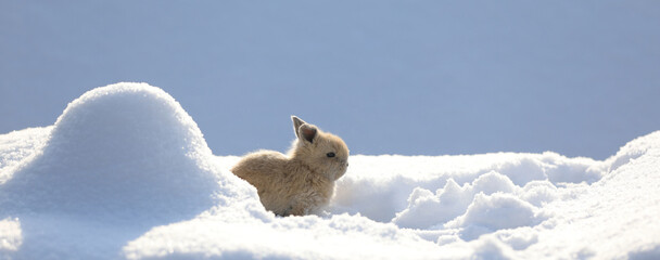 small brown hare on the snow in cold winter