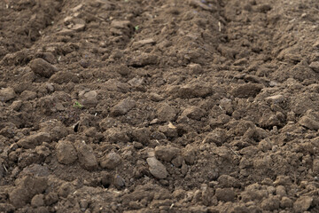 greenhouse cultivation of lettuce, vegetable harvest period and particular land with vegetables