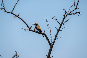Golden bee-eater against a background of green vegetation close-up in a national park in Kenya