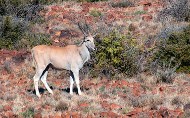 A handsome, young Common Eland bull (Taurotragus oryx) in the Karoo National Park, Western Cape.