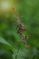 spider on a web
sri lanka
nature