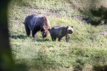 Grizzly mom and cub eating grass in Montana.