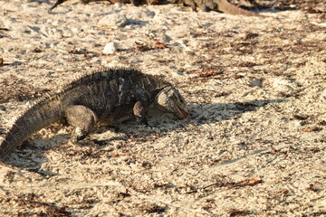Iguane reptile lézard