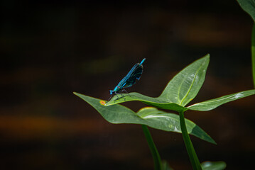 Ważka na liściu © Maciej