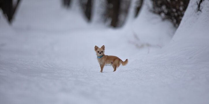 small chihuahua dog in the snow