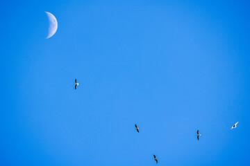 landscape with the moon and seagulls flying in the blue sky.