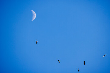 landscape with the moon and seagulls flying in the blue sky.