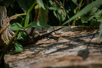 Jaszczurka na drzewie © Maciej