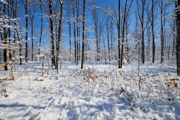 beautiful winter landscape with forest and snow on a sunny day