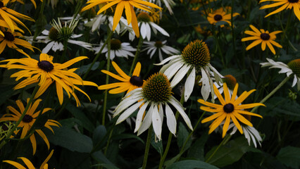 yellow flowers in the garden