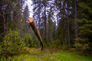 landscape with fir tree trunk in a forest, focus on the trunk.