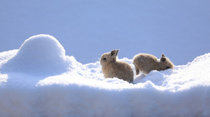 small brown hare on the snow in cold winter © serikbaib