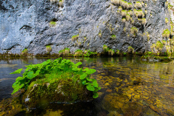 landscape with burdock growing on a piece of stone in a mountain lake