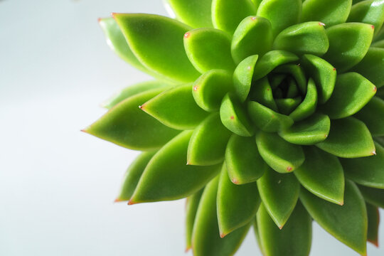 Close up of attractive green echiveria succulent plant on white background with copy space