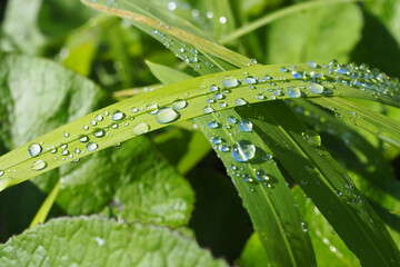 Close up of water droplets on lush green verdant leaves in forest