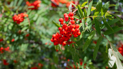 red berries on a rowan tree
