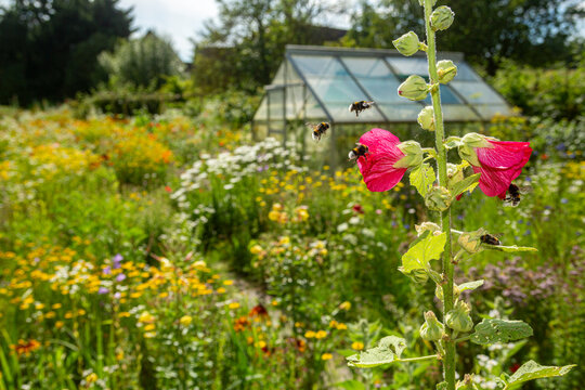Bumblees (Bombus terrestris) flying to blossoms of common hollyhock, Garden with other flowers and a greenhouse in the background