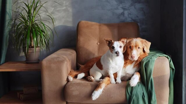 Two dogs relax on a tan sofa, a moment of friendship captured indoors. A brown and white Jack Russell Terrier stands alert while a serene Nova Scotia Duck Tolling Retriever leans gently against it