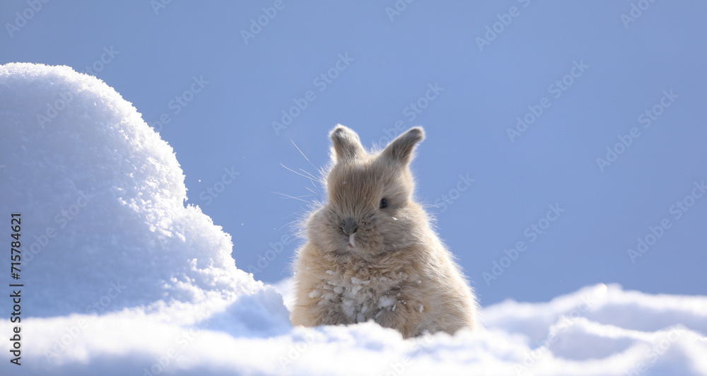 Wall mural small brown hare on the snow in cold winter