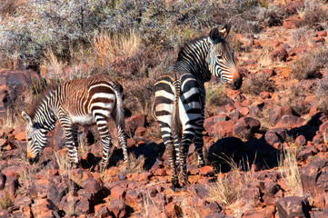 Fototapeta na wymiar A Cape mountain zebra mare and her foal (Equus zebra zebra). The distinctive grid-iron pattern, which occurs on the animal's rump, can be seen displayed here on the mare's back.