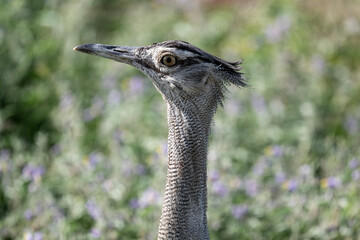 beautiful Kenyan Bustard Kori against a background of green vegetation close up in a national park...
