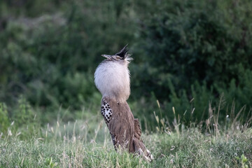 beautiful Kenyan Bustard Kori against a background of green vegetation close up in a national park...