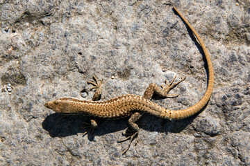 Sand lizard having sunbath on the stone on the Mount of Somlo