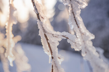 Winter landscapes in the Czech Jeseniky Mountains. Snow and ice created fairy-tale views. The...