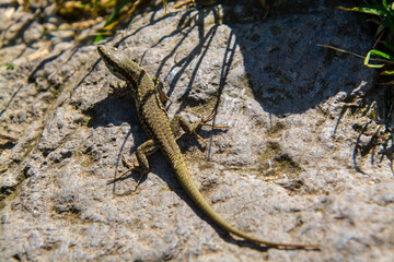 Sand lizard having sunbath on the stone on the Mount of Somlo